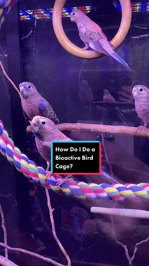 Creating a Bioactive Bird Cage: A Step-by-Step Guide