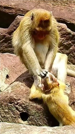 The Baby Monkey Refuses to Let Go of Mom—Can It Ever Learn to Be Independent? | Monkey Documentary 🐒