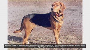 Common Health Problems in Polish Hound Dogs