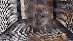 Photo Rat Trapped Iron Cage Stock Footage Video (100% Royalty-free) 1101178103 | Shutterstock