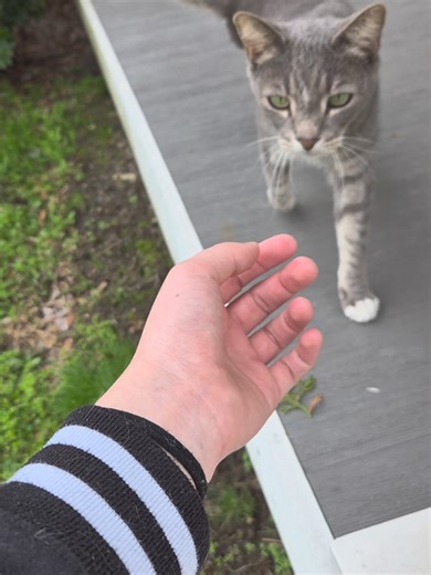 Understanding Life with a Three-Legged Cat