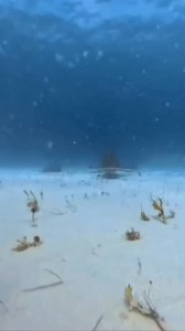 Hammerhead shark attack😲 #fbreelsvideo #viral #hammerheadshark #viralreels #RenzSpearfishing | Renz Spearfishing