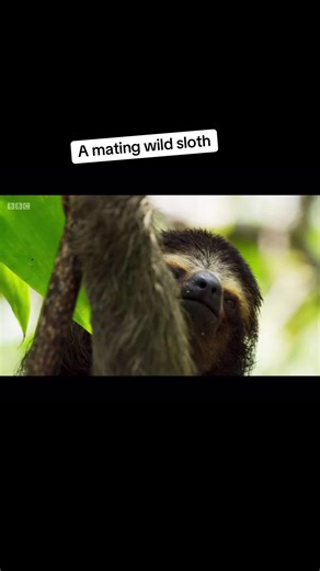 Sloth's Swim: Nature's Remarkable Adaptation