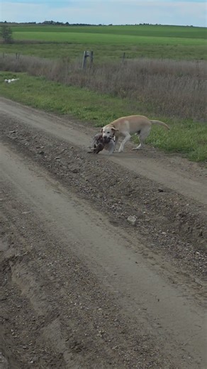 Kit McCahren (@kitmccahren)’s videos with County Roads - Elvie Shane