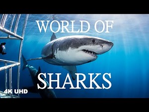 World of Sharks in 4K | Wildlife Film