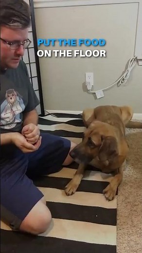 Train Your Dog to Shake! #dog #dogtricks
