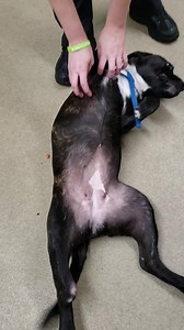 5.5K views · 140 reactions | Update 11/23: Tigerlily has received an...