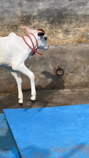 #haryanapunjabfarming #shortsreels | Haryana Punjab Farming