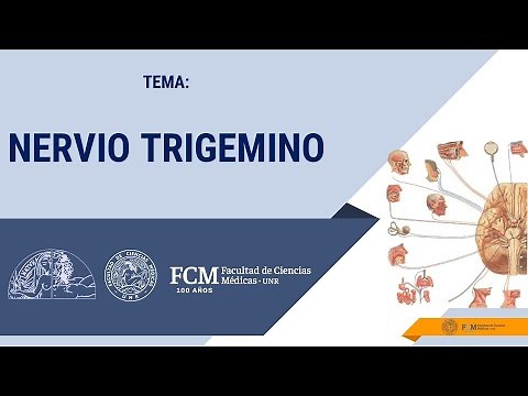 Nervous System Cranial Nerves Trigeminal Nerve V