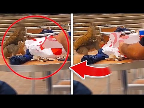 CHEEKY SQUIRRELS FUNNIEST MOMENTS! | Best and funniest squirrel video - Funny and cute animal video