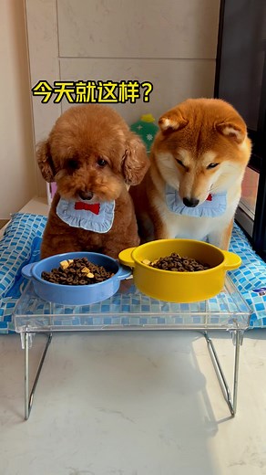 Adorable Dogs Enjoying Their Meal Together
