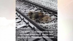 17K views · 161 reactions | Daawo: Panda iyo Lucy waa laba eey oo dhibaato badan maray. | BBC News Somali | Facebook