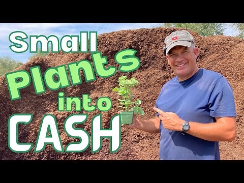 3 EASY ways to propagate SEDUM - WORKS every time!!