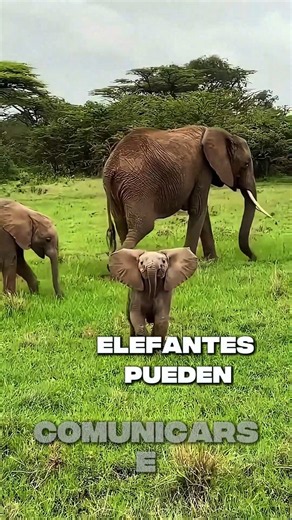 🐘 5 mind-blowing facts about elephants#Elephants #AnimalFacts #AnimalMode