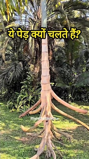 Why do these trees move? By Right To Shiksha