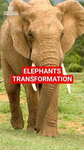 Watch The Evolution Of Elephants Over 265 Million Years #elephants #elephant #shorts