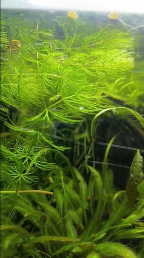 Trichopsis Pumila, also known as "Pygmy gourami" or "Sparkling gourami" #aquarium #acquario