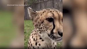 Cincinnati Zoo shares video of its animals enjoying first snow day of the season