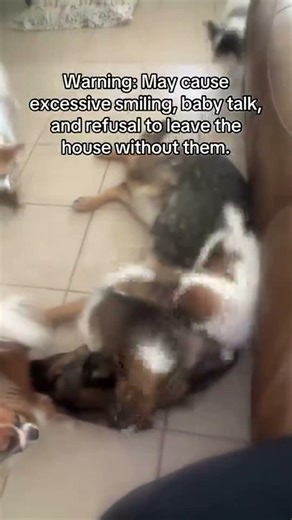Papillons: the dog you haven’t heard about but absolutely need in your life