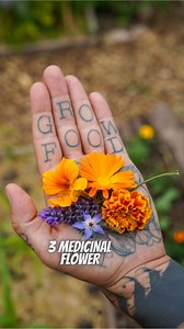 3 medicinal flowers to grow in your garden 🌼 SOAP RECIPE: Lavender & Oats 🌾🪻 - 500g soap base - 2 tbsp oats - 20 drops of lavender essential oil - 2 tbsp dry lavender flowers Instructions: 🥣🫧 - Melt your soap base in a double boiler. - If using shea butter, ensure it’s grated, not chopped, as it takes longer to melt than the soap base. - If using powder, first mix it thoroughly with an oil to eliminate clumps, then add it to the melted soap. - Once melted, turn off the heat, then add your o