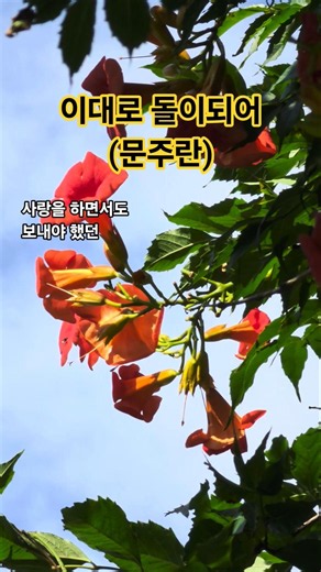 이대로 돌이 되어(가사) #문주란 #이대로돌이되어 #능소화