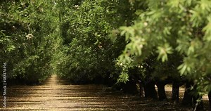 Almond trees cultivated in an orchard in the Salinas Valley, California USA