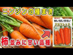 ニンジンの種まき アロマレッド