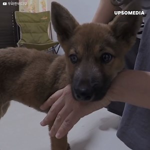 462K views · 904 reactions | En valp blev inlagd på veterinärkliniken för att genomgå ett ingrepp som skulle göra det möjligt för honom att leva ett normalt liv. Testerna visade dock något fruktansvärt: vovven hade två könsorganer, och som om det inte vore nog, när de gick in, blev saker och ting ännu mer overkliga. | Positiv | Facebook