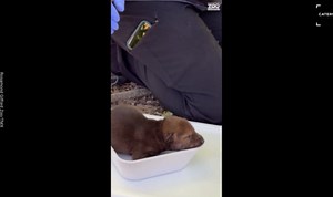 Endangered Red Wolf Birth Ignites Hope at New York Zoo