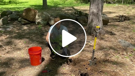 Oak Leaf Hydrangea - How to Plant & Care for Hydrangea quercifolia - NewsBreak