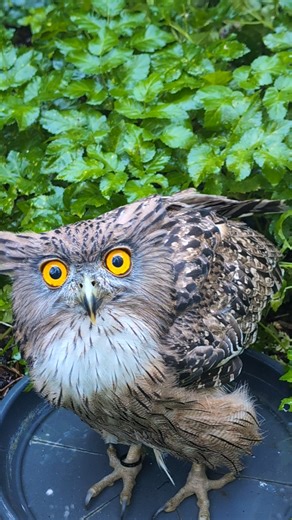 Derfor er ugler gode kæledyr! 🦉 …eller… 😅 Jeg indrømmer gerne – ugler ser kloge ud, de har det der mystiske blik, og man føler sig lidt som Harry Potter bare ved tanken. Men inden du får lyst til at indrette stuen med siddepind og andet fis – så lad os lige tage et kig på virkeligheden, vi ser nemlig et stigende antal ugleejere der køber ugler fra opdrættere der INGEN krav stiller til kunden og ingen grundviden, støtte eller vejledning giver med fuglen 💔 Så hvordan ér det egentlig at have ugl