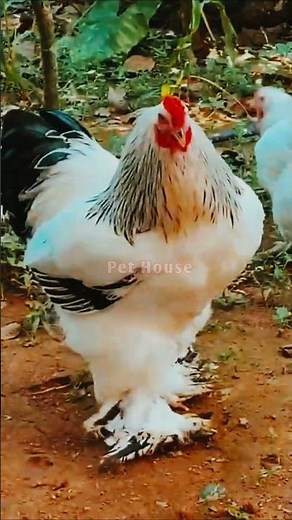 "Beautiful Light Colombian Brahma Fancy Murga | Giant Size Chicken | Most Beautiful Fancy Breed 🐔✨"