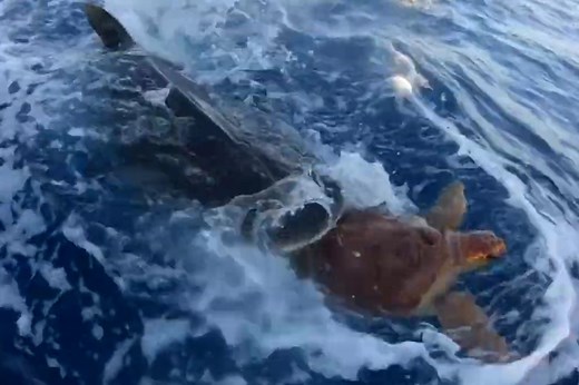 Tiger shark chomps on turtle in deep-sea battle