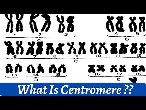 Centromere And Kinetochore | How we use centromere to classify chromosomes ?? | Histology