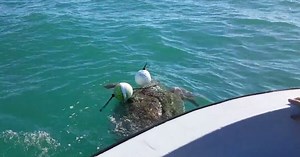 Biologists rescue loggerhead turtle trapped in rope