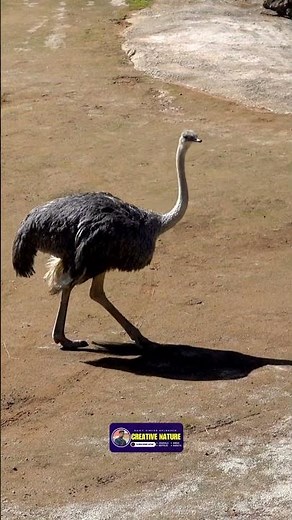 Incredible Life Cycle of an Ostrich | Creative Nature #nature #birds #ostrich