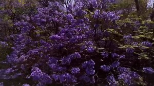 Thousands of purple jacaranda flowers bloom in Mexico City