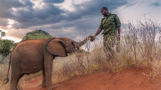 Watch Becoming Elephant: The Orphans of Reteti Season 1 Episode 1 - Baby Steps