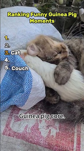 Funny Guinea Pig Moments