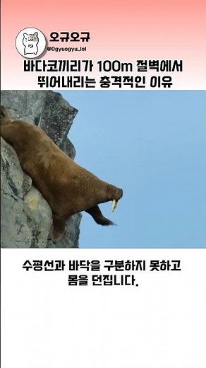 바다코끼리가 100m 절벽에서 뛰어내리는 충격적인 이유 #바다코끼리 #동물다큐 #북극