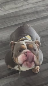 1.6K views · 41 reactions | Teaching little man how to speak ️ it’s...