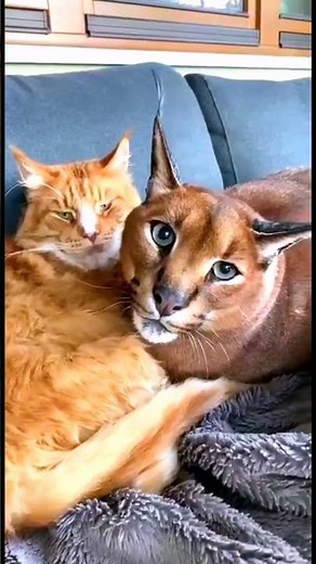 caracal hissing sound.