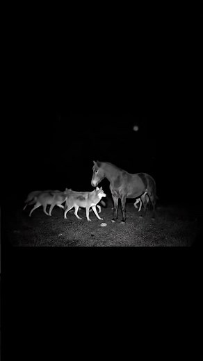 Wolves Attack a Horse – Unbelievable Wild Encounter! 😱