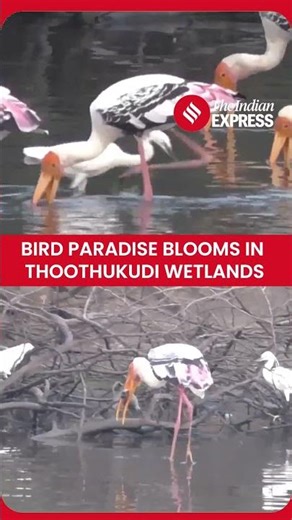 A Stunning Gathering Of Birdlife Unfolds In The Suburban Water Bodies Of Thoothukudi
