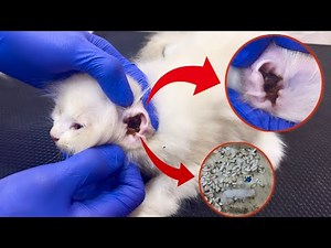 This Cat’s Ear Was FULL of Dirt! 😱 | How to Clean a Cat’s Ear