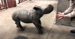 Little Rhino Has Wonderful Time Playing With Zookeeper