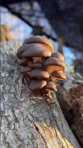 原木ヒラタケの収穫