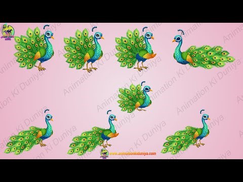 Beautiful Peacock 2D Animation Sprite | Cartoons | 2D Game Assets