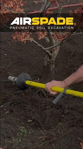 Watch this Amazing Bare Root Transplant with an AirSpade #youtubeshorts #arborist #Airspade