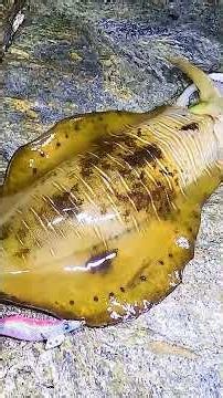 春イカ2キロアップ捕獲！ #エギング #アオリイカ #釣り釣る釣れリルレ